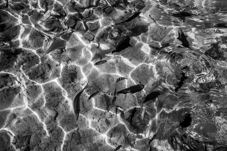 Fish Swimming In A Sea In Black And White