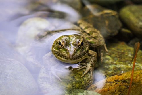 Free Detailed macro image of a frog partially submerged in a rocky riverbed. Stock Photo