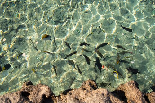Free A vivid view of tropical fish swimming in crystal clear water near a rocky shore. Stock Photo