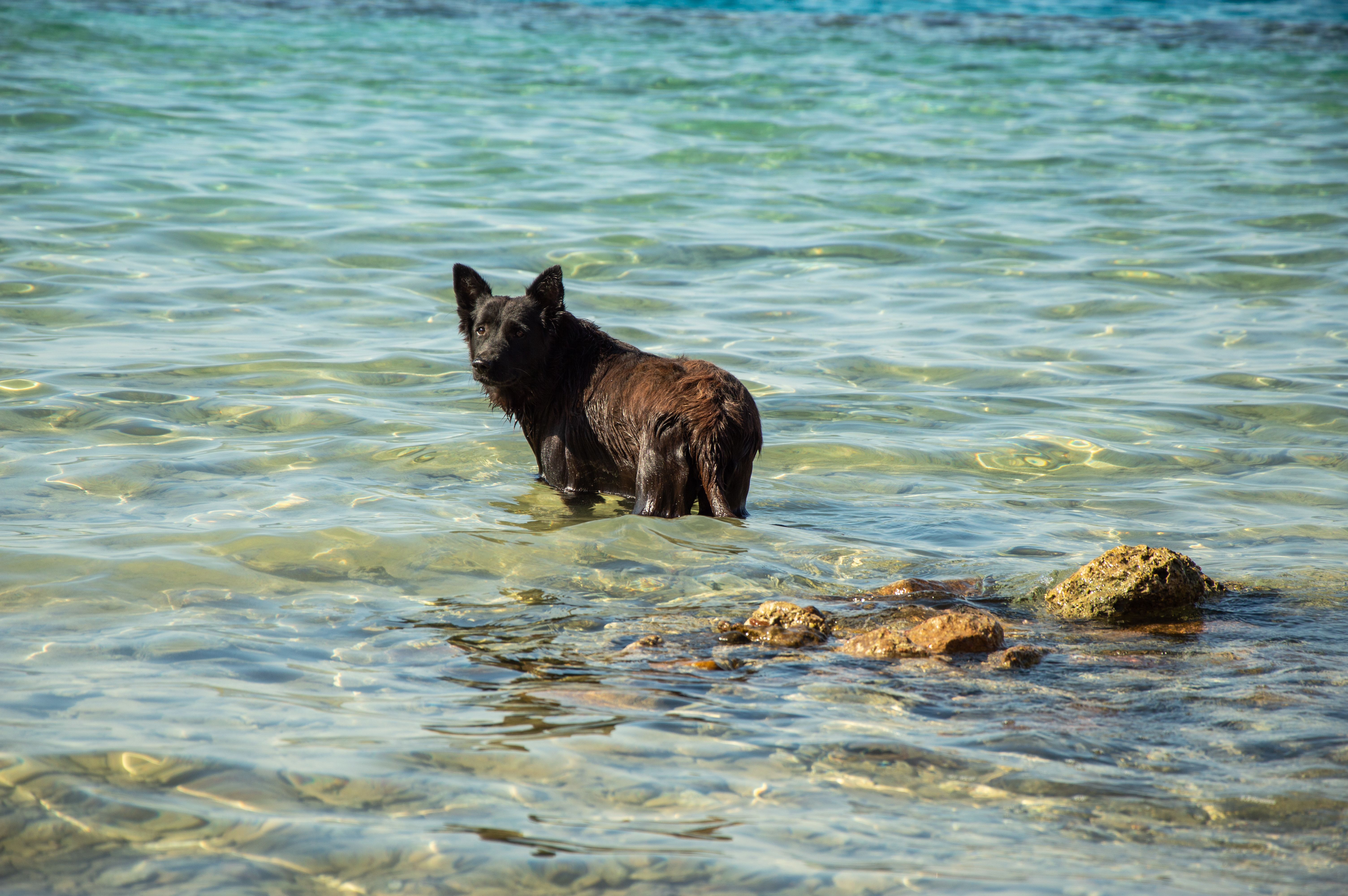 Dog Bathing Photos, Download The BEST Free Dog Bathing Stock Photos ...