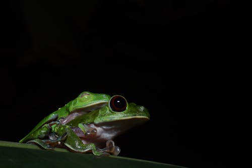 Blue-Sided Leaf Frogs on Leaf