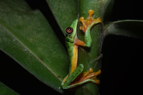 Gliding Tree Frog on Plant