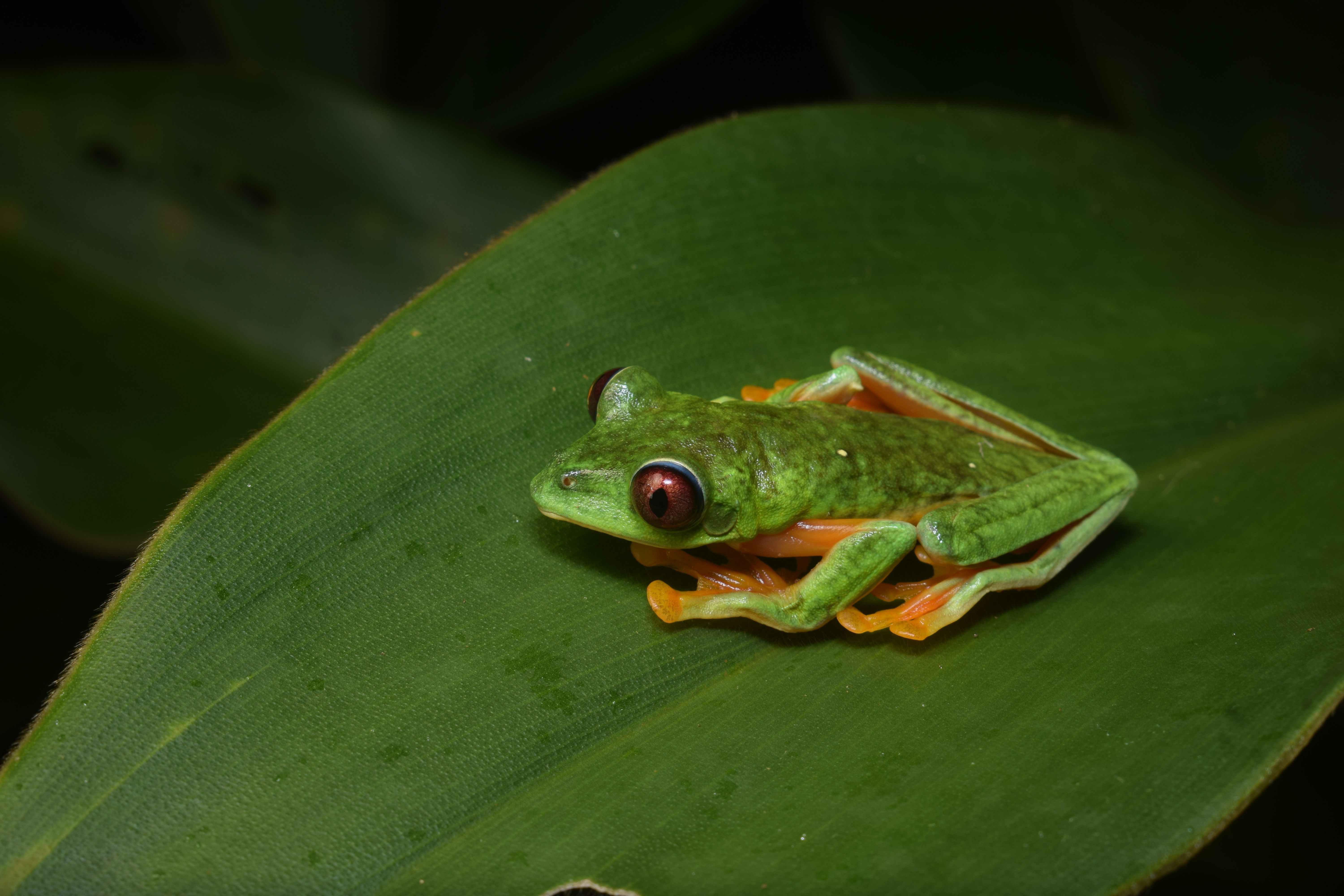 Green leaf frog resting on a leaf, captured in detail showcasing its natural habitat.