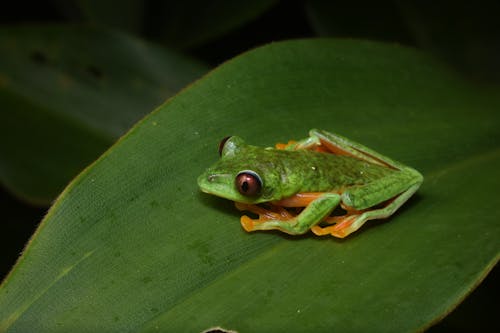 Leaf Frog in Close-up View