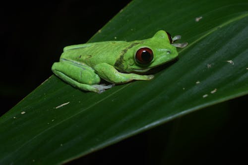 Close-Up Photo of a Red-Eyed Tree Frog Sitting on a Green Leaf