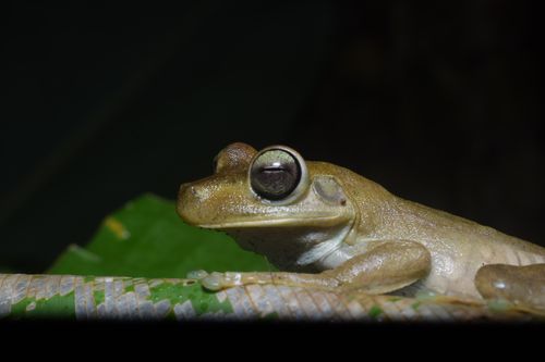 Free Close-up image of a frog perched on a leaf, showcasing intricate details and natural colors. Stock Photo
