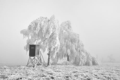 A Frosty Field with a Tree and an Observation Tower