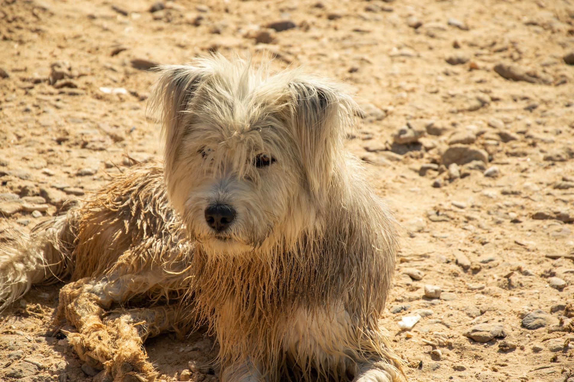 Portrait of a Dirty Dog Lying on the Ground