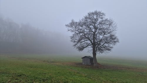 Immagine gratuita di albero, capannone, in legno