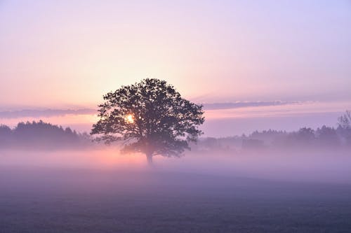 Fotos de stock gratuitas de amanecer, árbol, campo