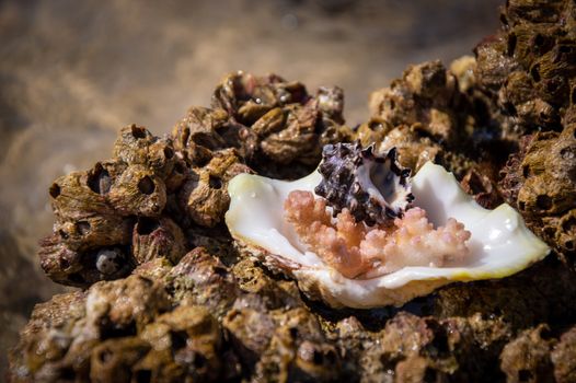 Close-up shot of barnacles and an open shell on a rocky shore.