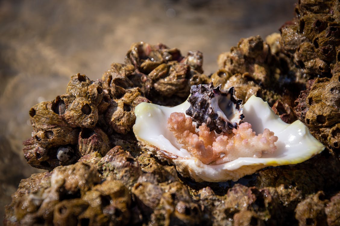 Photo gratuite de aquatique, bernacles, biologie marine, biologique ...