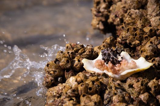 Detailed view of barnacles clinging to rocks with a seashell on a sunny shore.