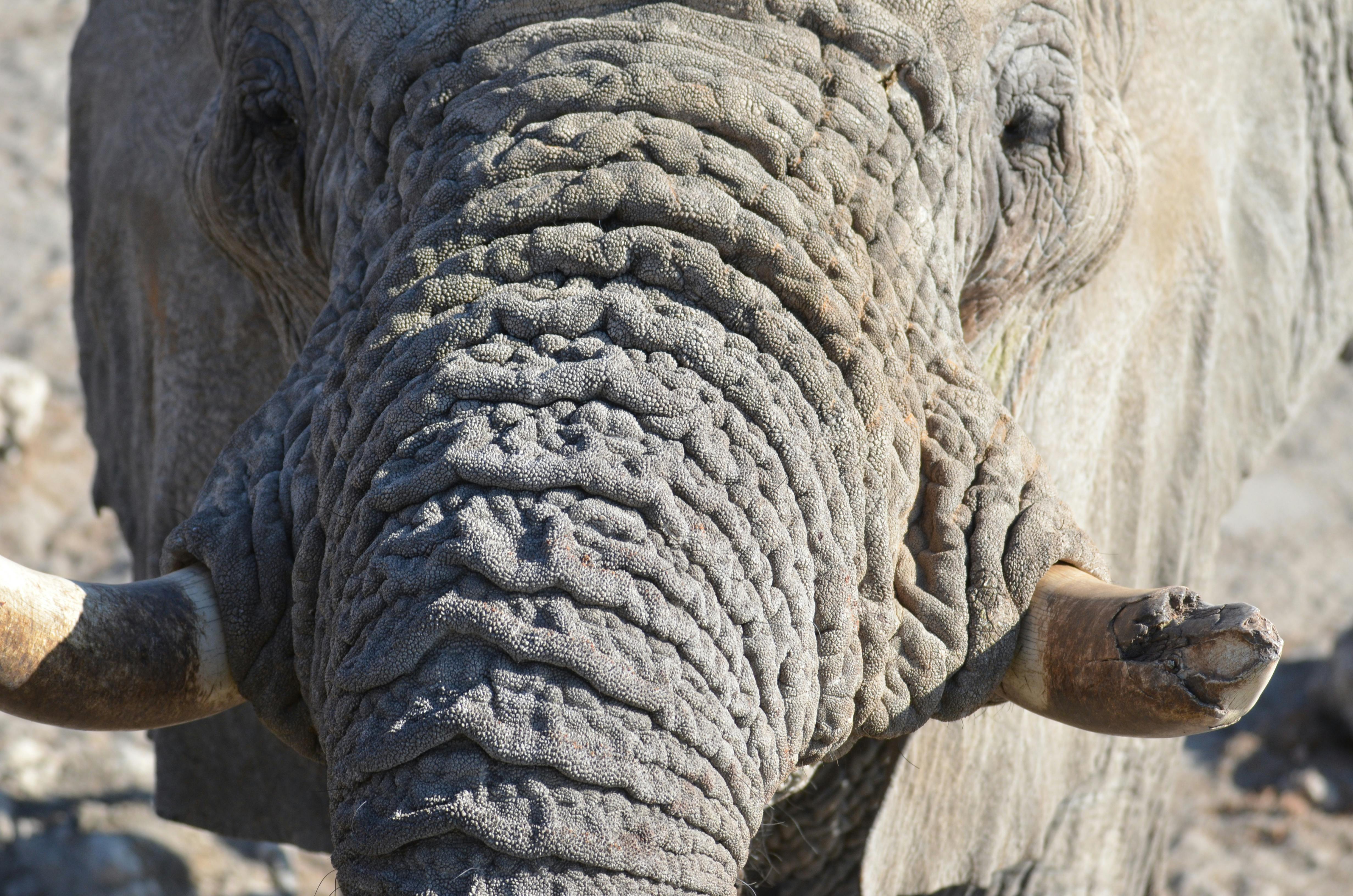 african elephant head