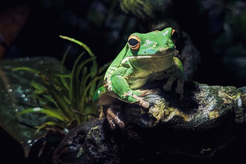 Foto stok gratis amfibi, batu, fotografi binatang