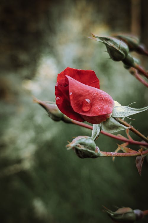Ilmainen kuvapankkikuva tunnisteilla kukka, oksa, punainen