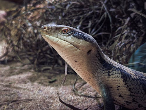 Photos gratuites de fermer, lézard, photographie animalière