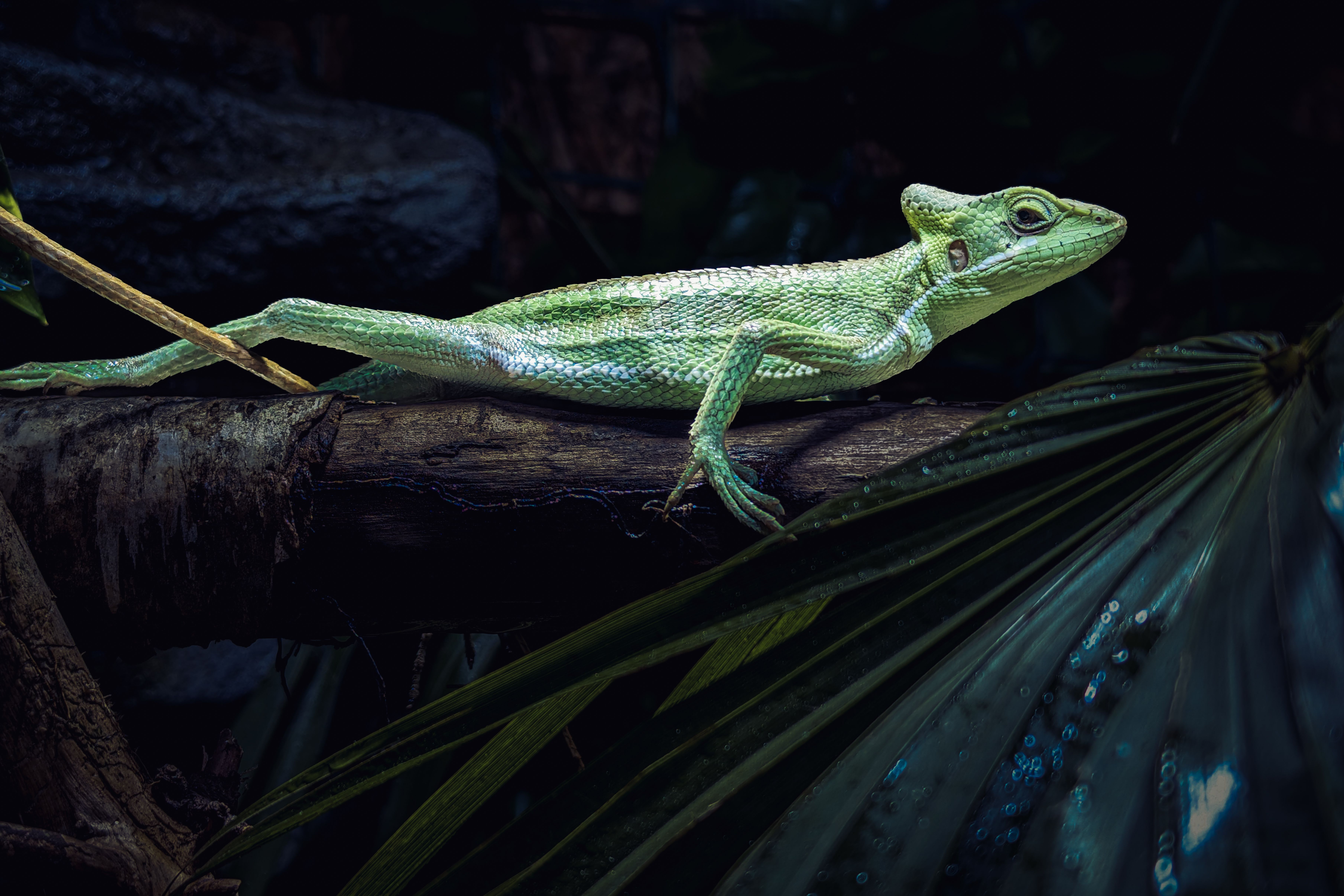 Rainforest herpetofauna in the Western Ghats