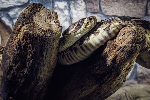 ヘビの無料の写真素材