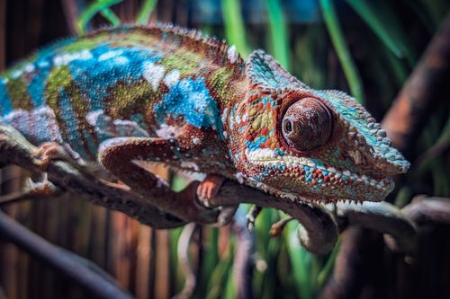 Free Stunning close-up of a colorful panther chameleon showcasing its vibrant camouflage on a branch. Stock Photo