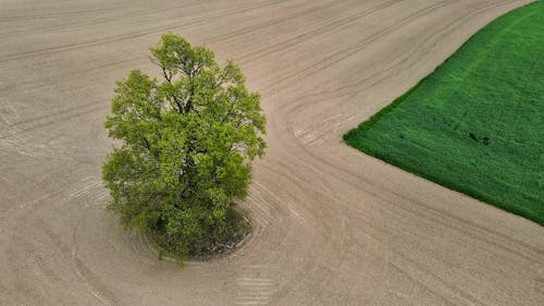 Lonely Tree on a Field