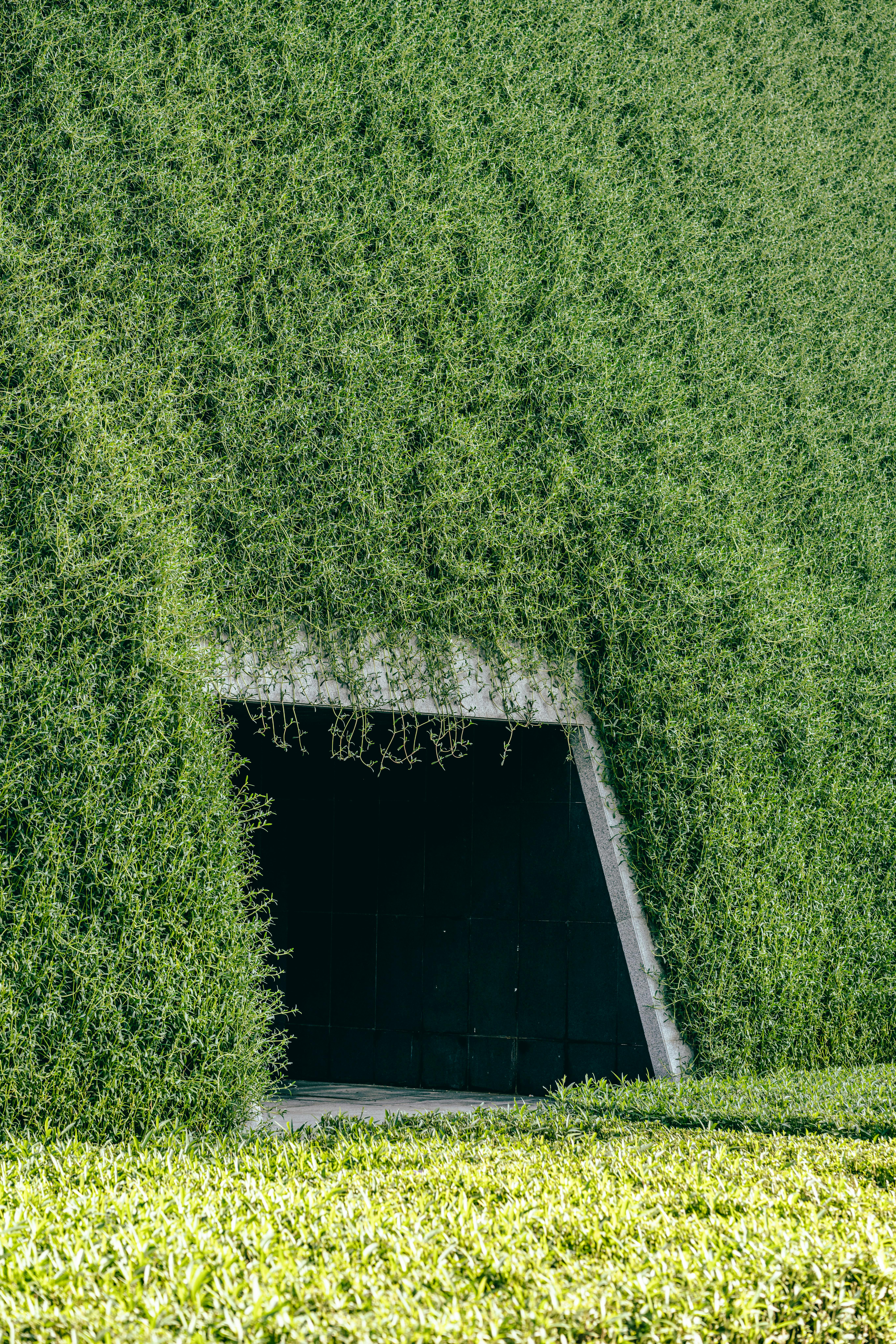Explore a green tunnel entrance covered with ivy in Dubai.