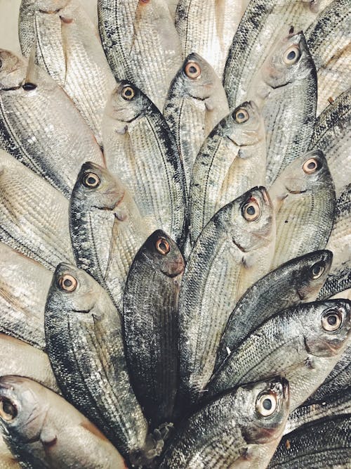 Ilmainen kuvapankkikuva tunnisteilla kalaruoka, kalastaja, koppi