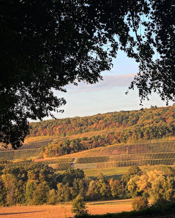 Vineyard on Hillside