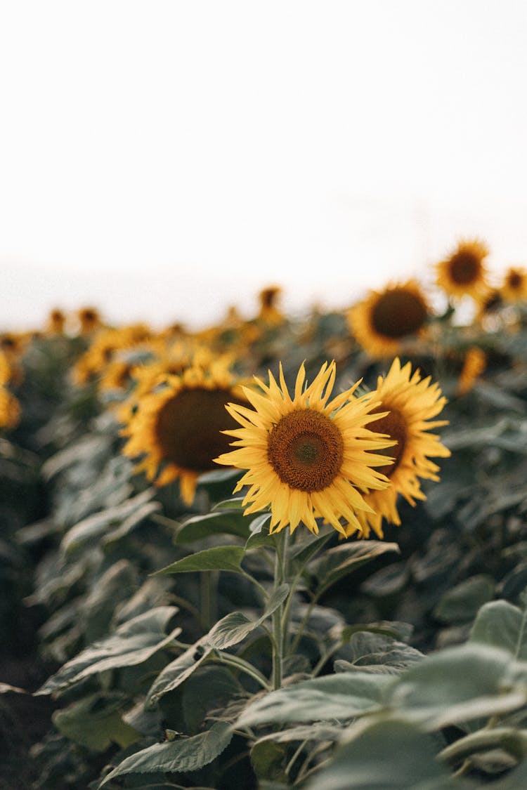 Sunflowers On Field