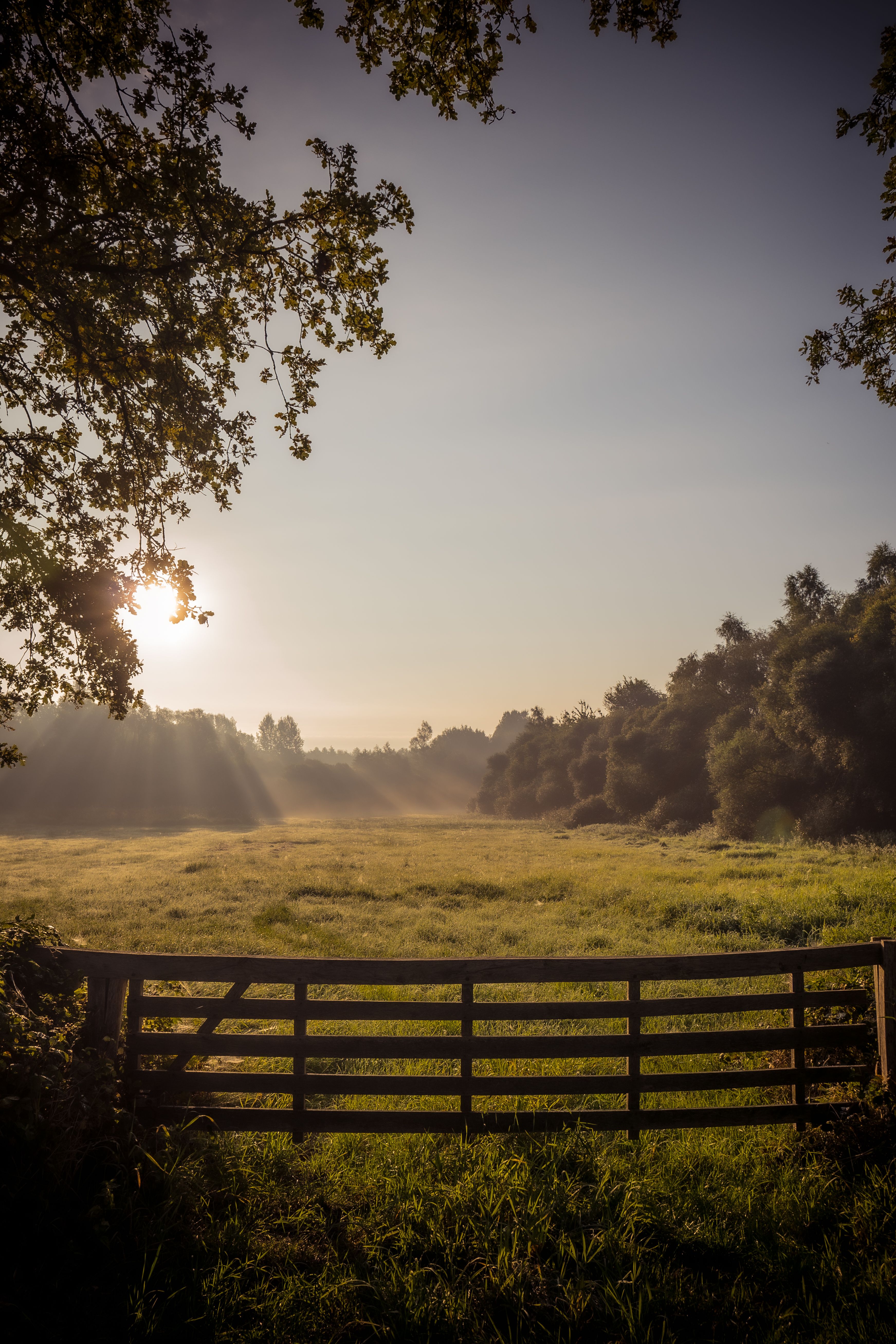 A serene view of a rural field with a wooden gate at sunrise, surrounded by lush greenery.