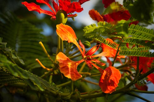 Free stock photo of canary islands