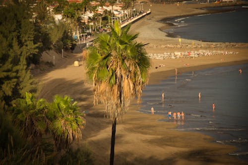 Free stock photo of canary islands