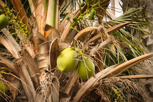 Free stock photo of canary islands