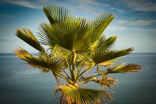 Imagine de stoc gratuită din insulele canare