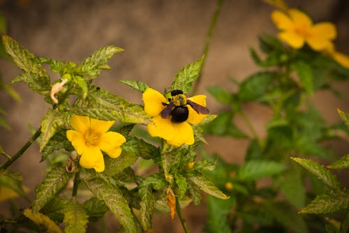 Free stock photo of canary islands