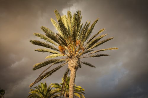 Free stock photo of canary islands