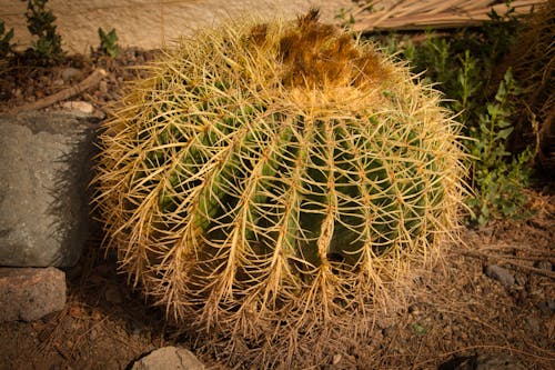 Foto profissional grátis de ilhas canárias