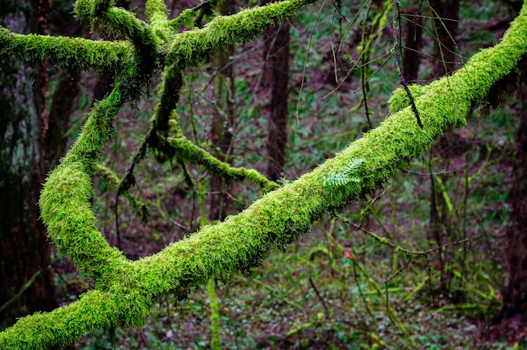 Branches Of Trees In The Forest Covered With Moss