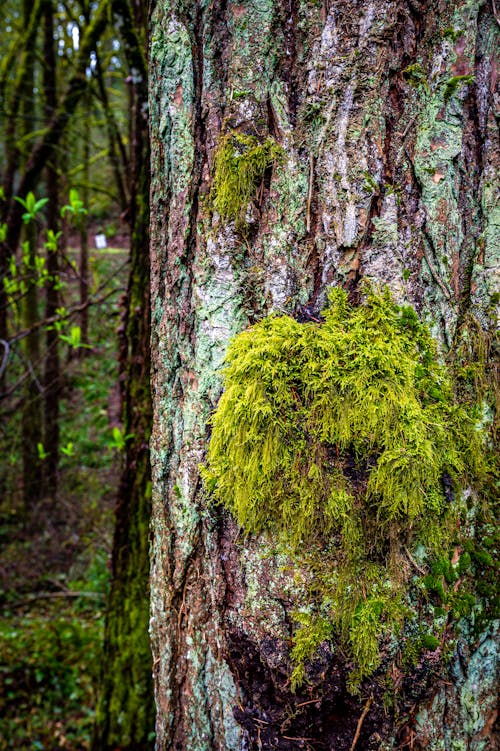 Green Moss Growing on a Pine Tree Trunk
