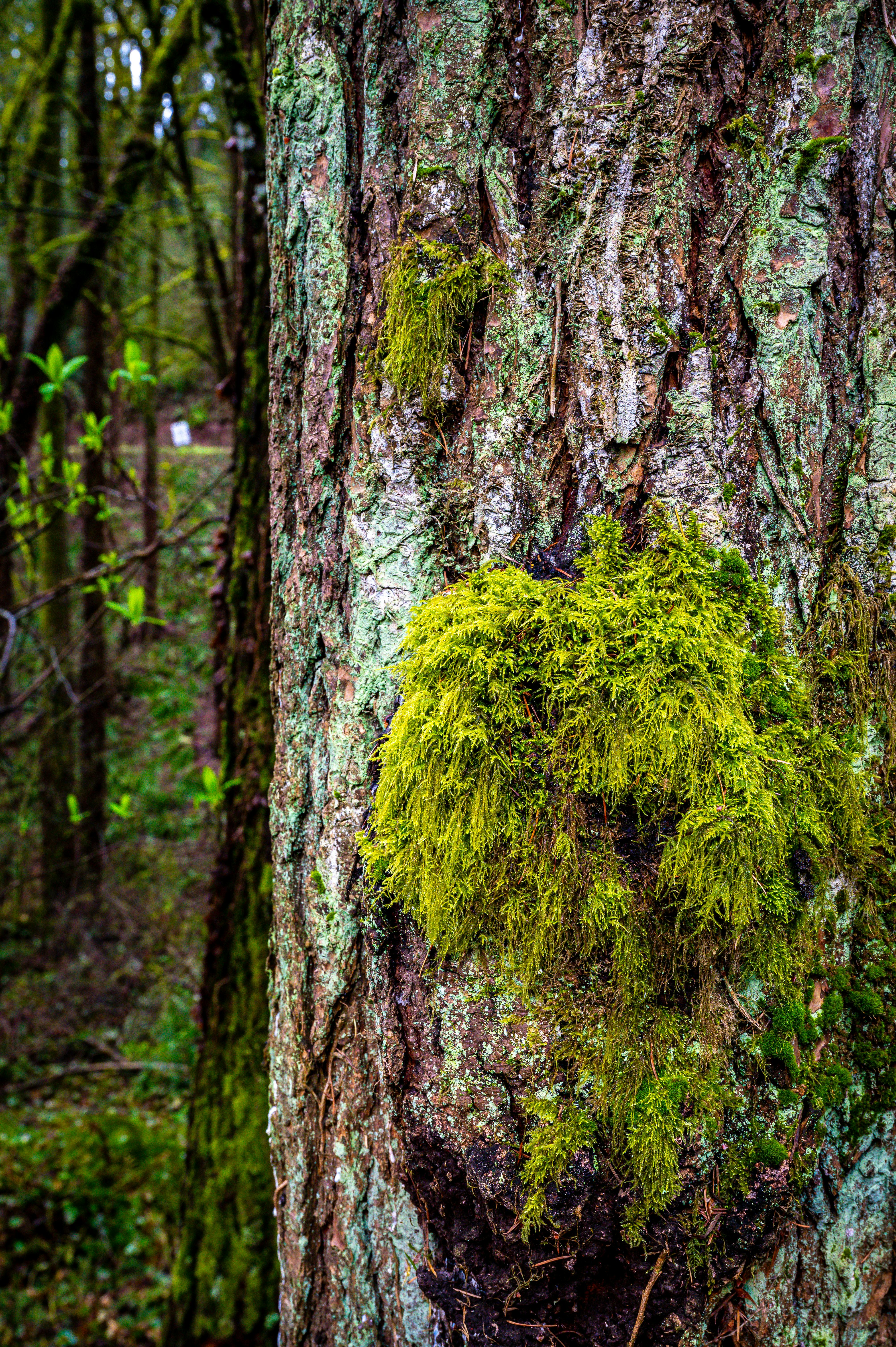 A tree trunk completely covered with green moss, a thinner tree trunk with  very light bark, a blackberry plant and dry fern. - a Royalty Free Stock  Photo from Photocase