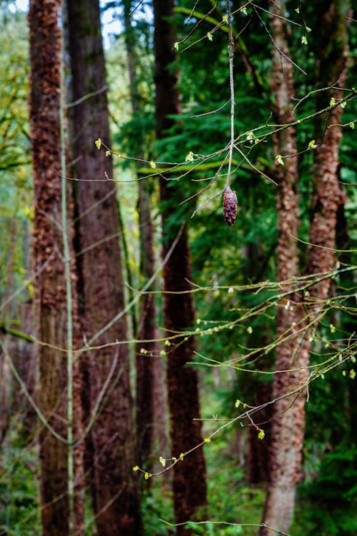 Ingyenes stockfotó ág, erdő, fák témában
