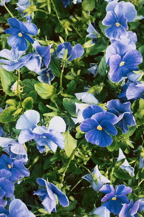 Foto d'estoc gratuïta de abundància, blau, flors