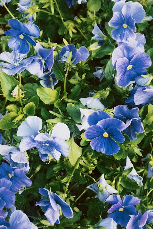 Blue Flowers on Meadow