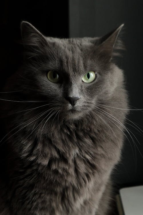 Portrait of Gray Cat