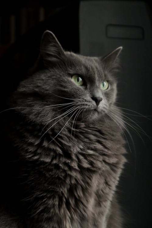 Ilmainen kuvapankkikuva tunnisteilla eläinkuvaus, harmaa, kissa