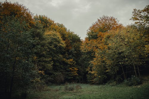 Бесплатное стоковое фото с деревья, зеленый, золотой