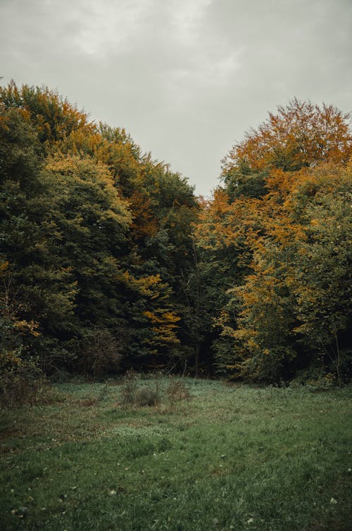 Základová fotografie zdarma na téma barevný, park, podzim