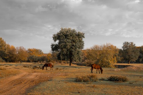 Horses Grazing on Juicy Meadow