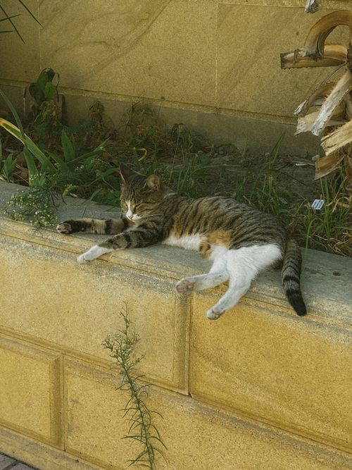 Free A serene tabby cat lazes on a garden wall, basking in the outdoor tranquility. Stock Photo
