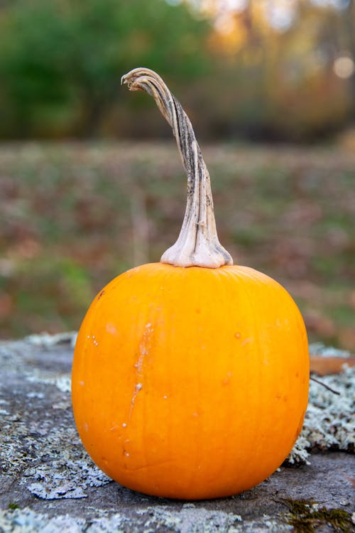 Orange Pumpkin on Rock